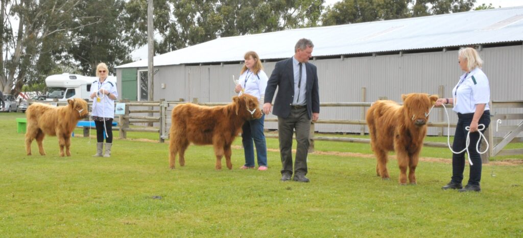 Judge Dave Blackwood casts a critical eye over some of the entries in the yearling heifer class. PHOTO/CHRIS KILFORD