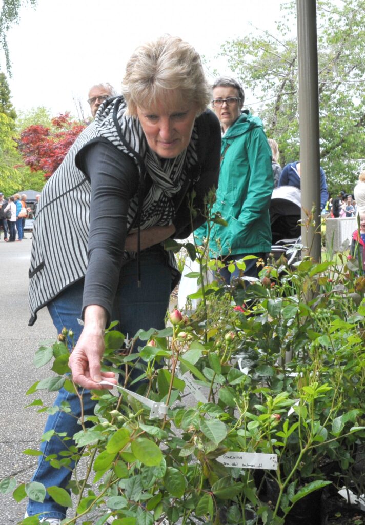 Vicki Jackson (Masterton) checks out the roses for sale. PHOTO/CHRIS KILFORD