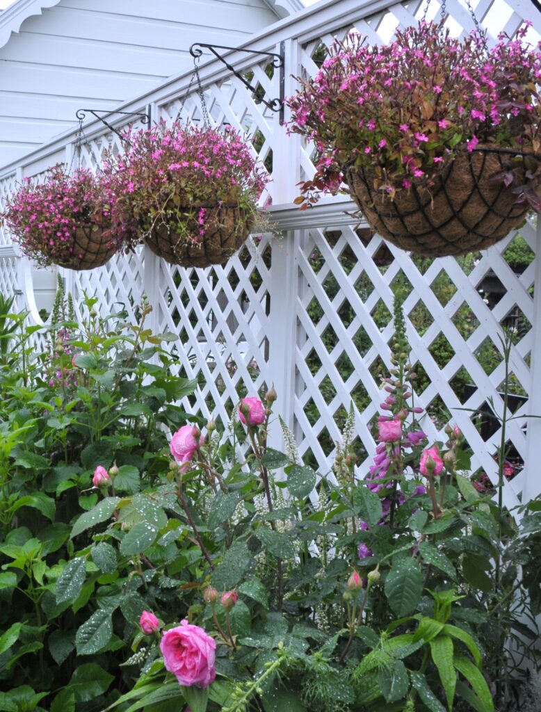 Wairarapa Garden Tour, Greytown, Saturday, hanging baskets in Craig Thorburn's Greytown garden PHOTO/CHRIS KILFORD