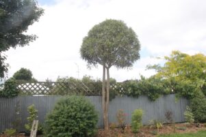 The tree that Gaylene Dunn got her foot stuck in. PHOTO/JAKE BELESKI