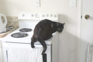 Tinker was stuck in the cabbage tree, and Ms Dunn tried to rescue him. PHOTO/JAKE BELESKI