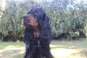 Bella, the three-year-old gordon setter had barley grass removed from her foot. PHOTO/EMILY NORMAN