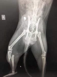 Missy, a 3-year-old Maine Coon had to drag itself home with two broken legs after being shot. PHOTO/SUPPLIED