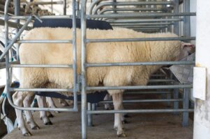 An East Friesian ewe making the most of the in-bail feeding in the milking shed. PHOTOS/GRAEME BOWDEN