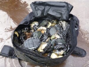 A bag containing paua taken illegally from White Rock. PHOTO/SUPPLIED BY MPI