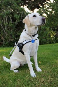 Kenzie the labrador guide dog. PHOTO/SUPPLIED
