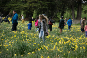 Middlerun daffodil picking. PHOTO/JADE CVETKOV