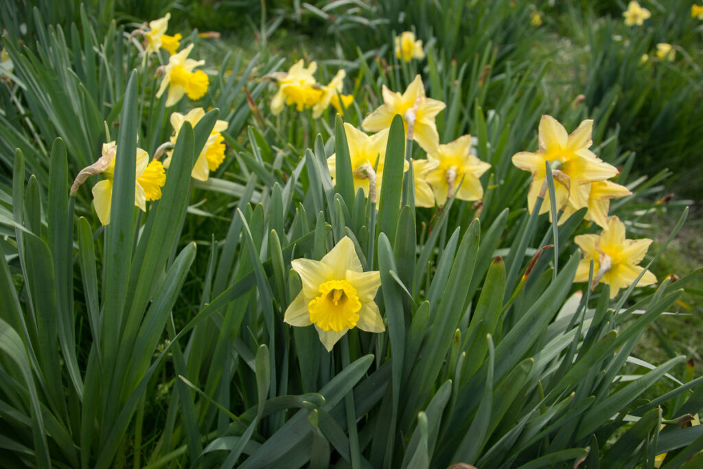 Middlerun daffodil picking. PHOTO/JADE CVETKOV