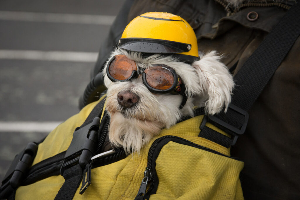 Ziggy Spider Rider. PHOTO/JADE CVETKOV