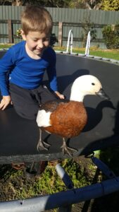 Hunter Alexander, 7 with Mama Duck on the trampoline. PHOTO/SUPPLIED