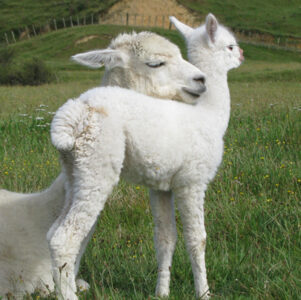 Alpacas sharing a cuddle. PHOTO/SUPPLIED