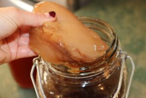 A rather large, but healthy, scoby going into a new batch of kombucha. PHOTO/HAYLEY GASTMEIER