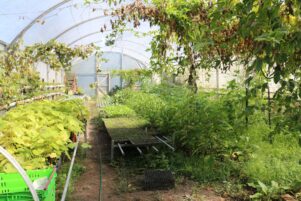 Wairarapa Eco Farm raise seedlings in greenhouses and then shift them to an outdoor nursery to 'harden off' before being planted in the ground.