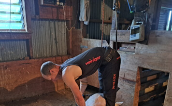 Charity shearathon seeks your support Mark Buick. PHOTOS/SUPPLIED