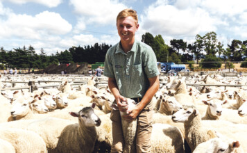 8,000 sheep go up for auction