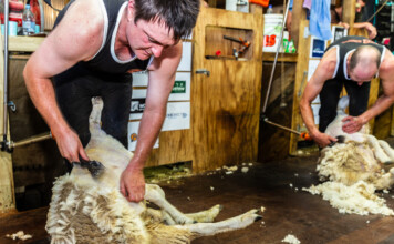 Shear delight for fundraising