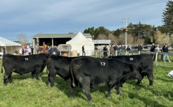 Quick run on the bull sales Andrew Jennings was happy to find success at each auction. PHOTO/SUPPLIED