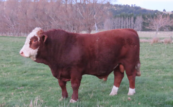 Big bull comes with big price tag Johnie McFadzean said the bull is "very well put together". PHOTO/SUPPLIED