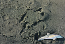 Two marine mammals stranded Pete Lam Sam said seeing the dolphin was “an out of this world” experience. PHOTO/SUPPLIED